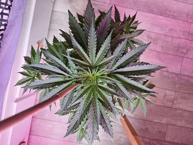 Growreport Bild 6