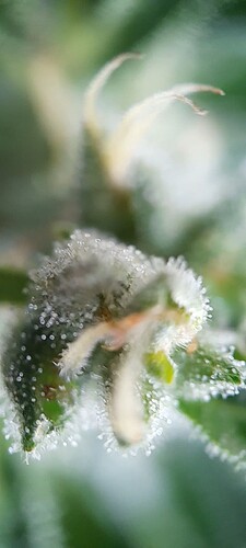 Growreport Bild 38