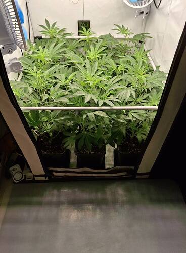 Growreport Bild 3