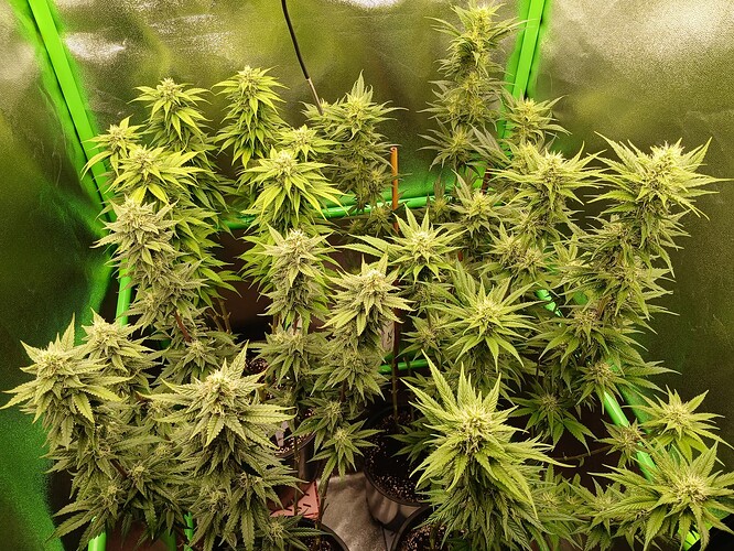 Growreport Bild 33