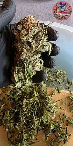 Growreport Bild 52