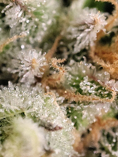 Growreport Bild 35