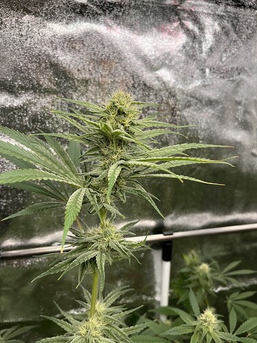 Growreport Bild 8