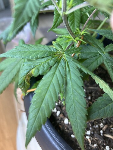 Growreport Bild 39