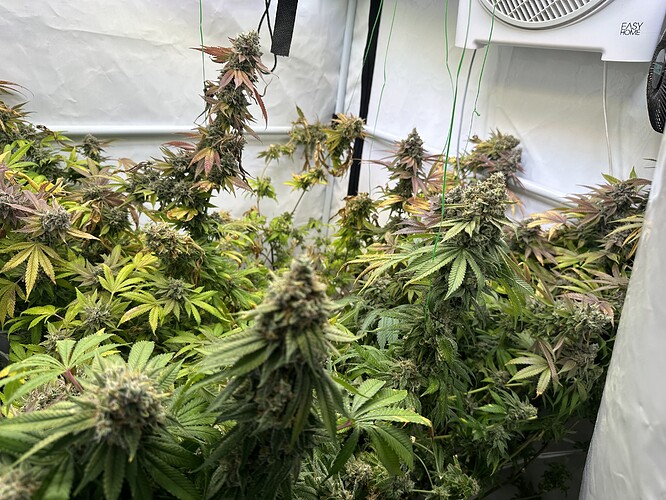 Growreport Bild 3