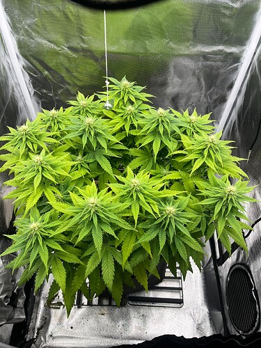 Growreport Bild 2