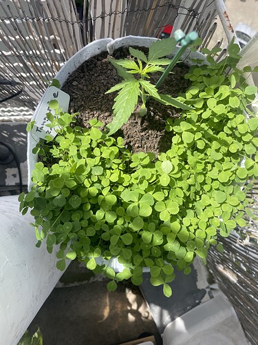 Growreport Bild 26