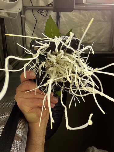 Purple_Thai_Wurzeln_2