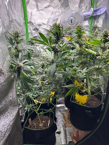 Drei Cannabispflanzen in einer Growbox mit einem Ventilator und gelben Klebefallen.