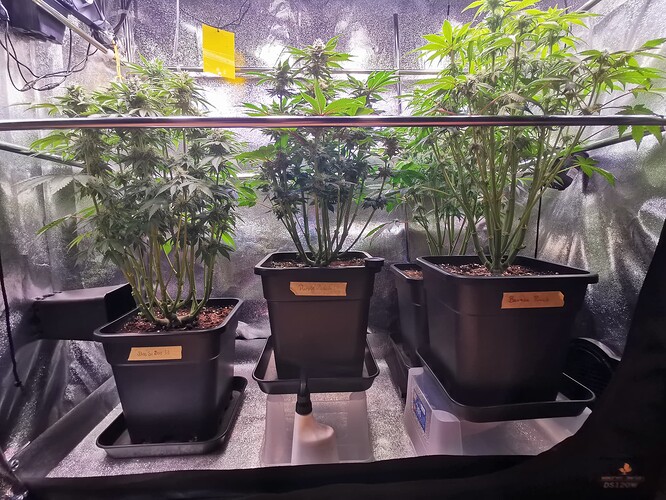 Mix grow BT38 (3)