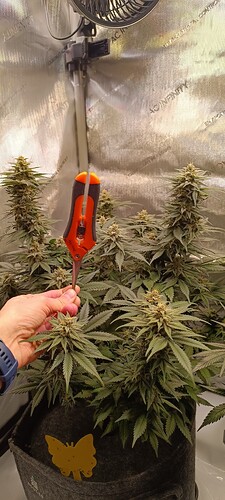 Growreport Bild 2
