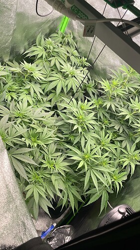 Growreport Bild 7