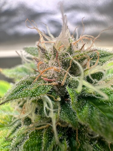 Growreport Bild 20