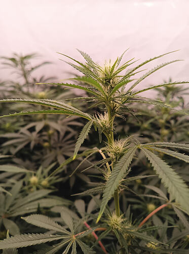 Growreport Bild 5