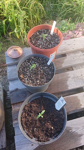 Growreport Bild 62