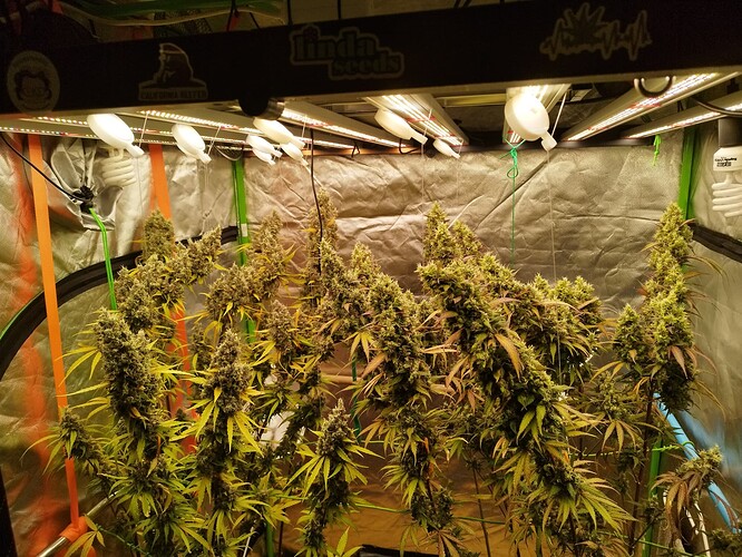 Mehrere reife Cannabispflanzen mit dichten Blütenständen in einer Growbox unter LED-Beleuchtung.