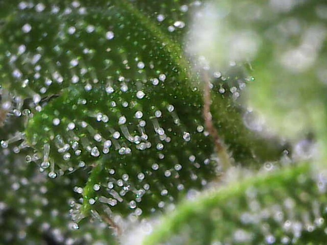 Growreport Bild 27
