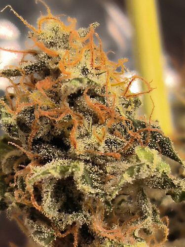Growreport Bild 17