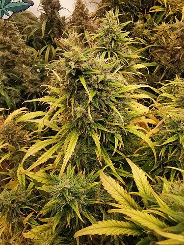 Growreport Bild 7