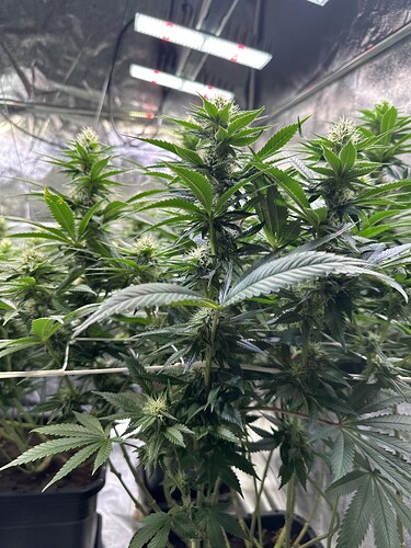 Growreport Bild 12