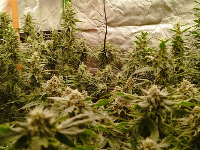 Mehrere blühende Cannabispflanzen in einem Zelt, mit dichtem Blütenstand und Trichomen.