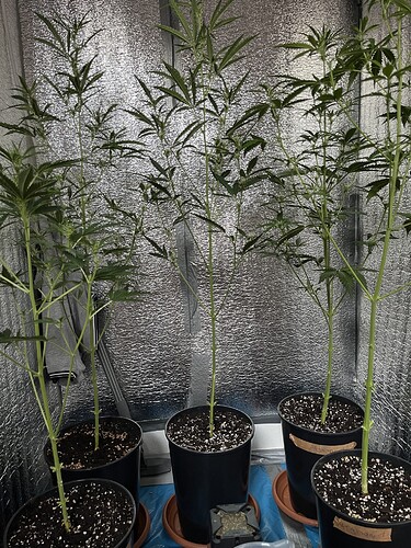 Growreport Bild 2