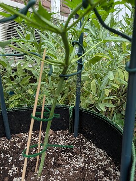 PXL_20250706_053142873