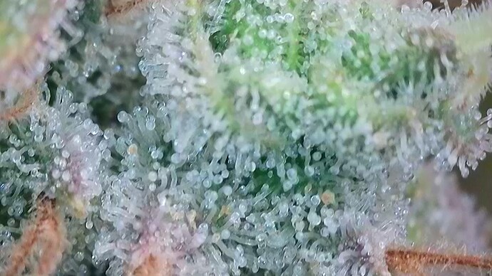 Growreport Bild 20