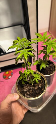 Growreport Bild 45