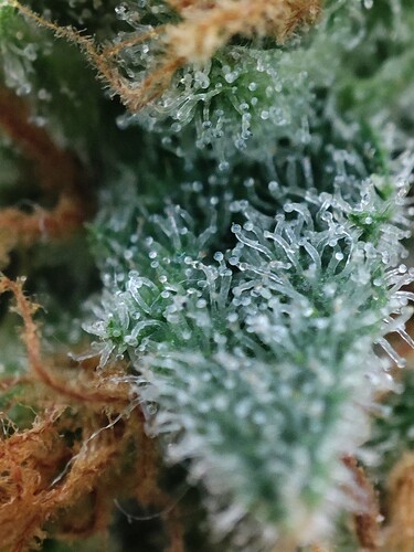 Growreport Bild 20