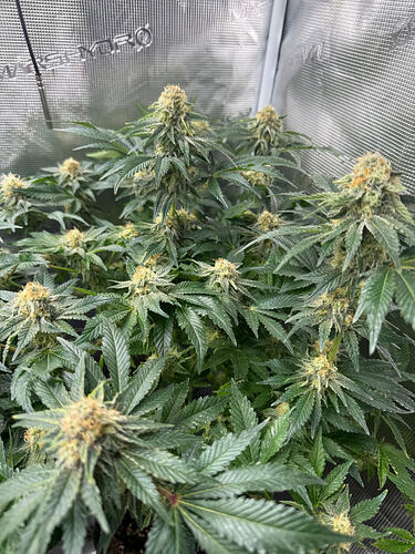 Growreport Bild 8