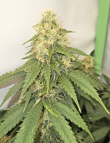 Growreport Bild 11