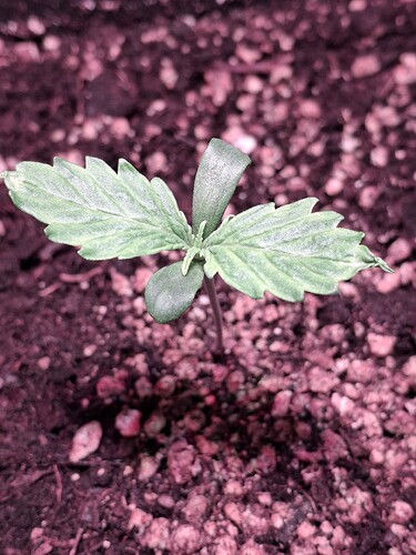 Growreport Bild 3