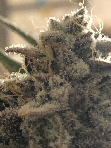Growreport Bild 3