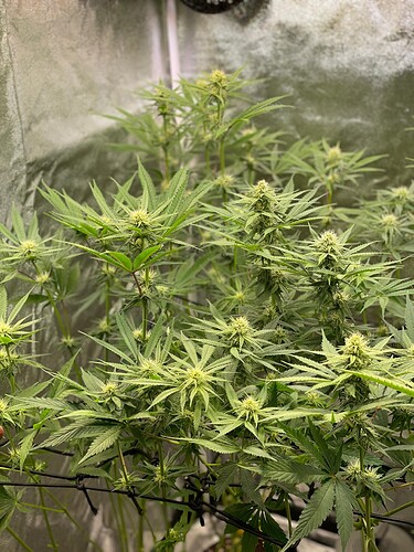Growreport Bild 26