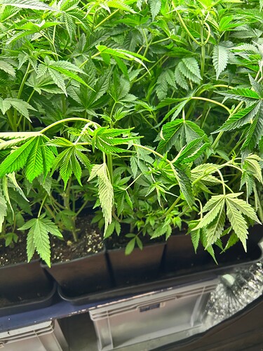 Growreport Bild 6