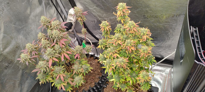 Growreport Bild 2