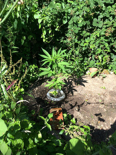 Grow26070816