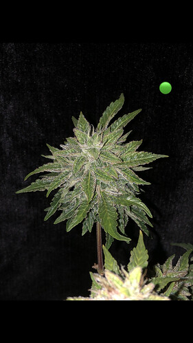 Growreport Bild 31
