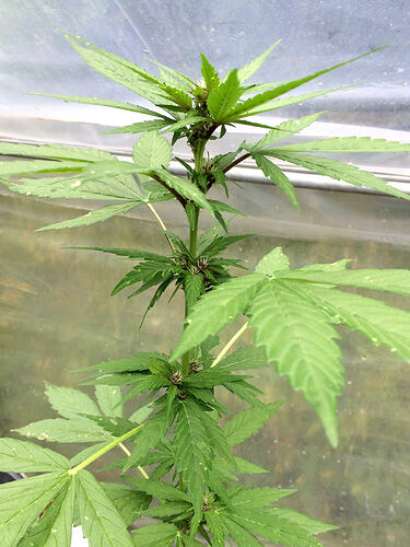 Grow26_0817_12