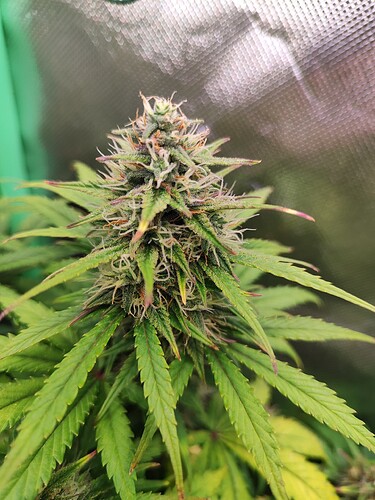 Growreport Bild 7