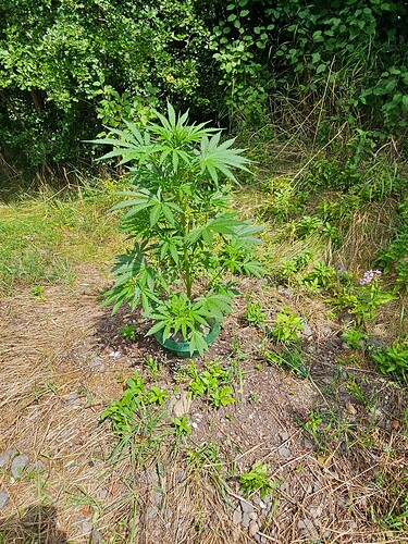 Growreport Bild 12