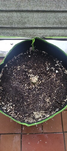 Growreport Bild 2