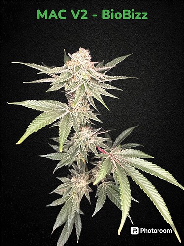 Growreport Bild 1