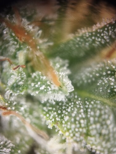 Growreport Bild 12
