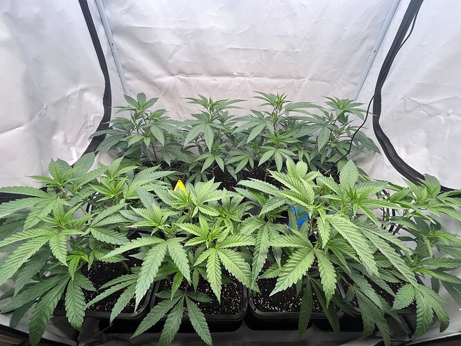 Growreport Bild 31