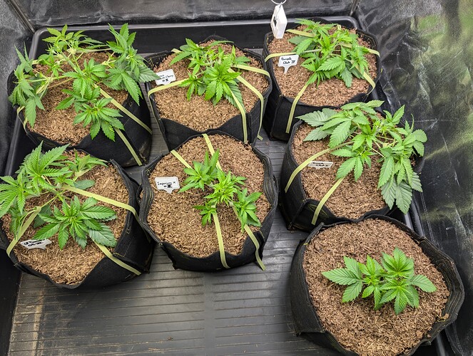 Growreport Bild 4