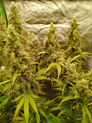 Mehrere reife Cannabis-Pflanzen mit dichten Blütenständen in einem Zelt.