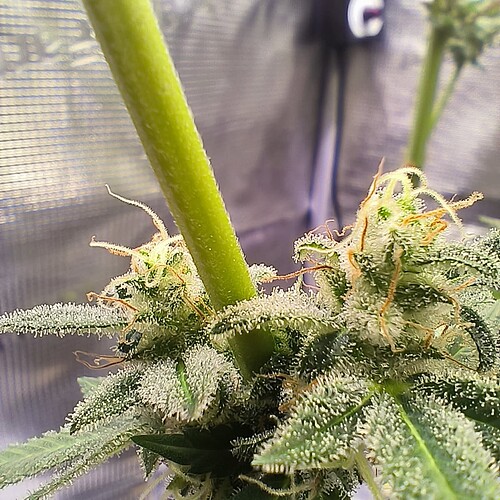 Growreport Bild 13