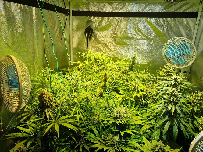 Mehrere Cannabis-Pflanzen in der Blütephase in einem Growzelt, beleuchtet von einer Lampe und belüftet von zwei Ventilatoren.